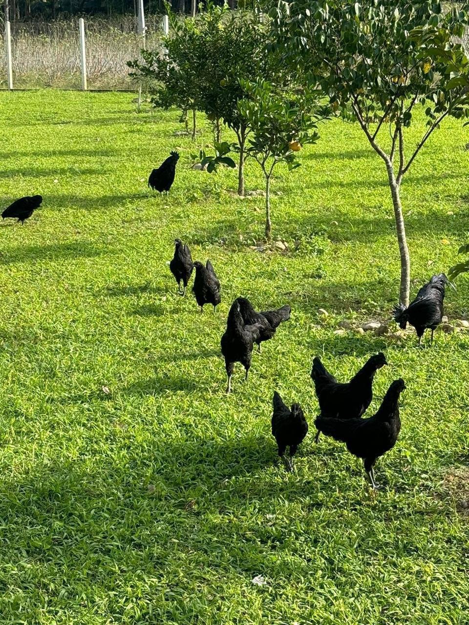 Fazenda, 3 hectares - Foto 24
